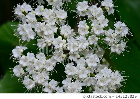 寬葉莢蒾(Viburnum dilatatum,又稱莢蒾),花期為初夏。果實可食用,富含多酚和維生素C。常用於藥酒、果醬和中藥。 寬葉莢蒾(Viburnum dilatatum,又稱莢蒾),花期為初夏。果實可食用,富含多酚和維生素C。常用於藥酒、果醬和中藥。 143125829