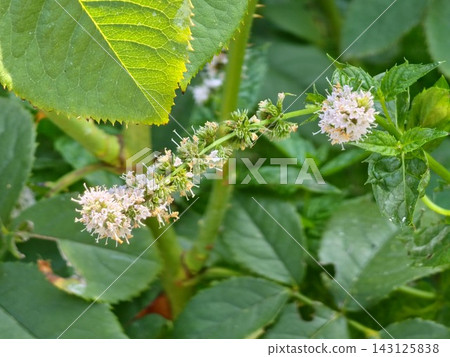Two Rounded Pink Mint Flower Heads in a Garden Two Rounded Pink Mint Flower Heads in a Garden 143125838