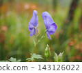 Aconite blooming in the wetland (20260917110417) 143126022