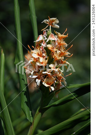 Hanashukusha (Chinese hemlock), White Hanashukusha, Flesh-colored Hanashukusha, Ingredient for perfume, Tropical, National flower of Cuba Hanashukusha (Chinese hemlock), White Hanashukusha, Flesh-colored Hanashukusha, Ingredient for perfume, Tropical, National flower of Cuba 143126064