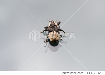 White-tailed long-legged weevil, panda weevil, and insects that feed on kudzu White-tailed long-legged weevil, panda weevil, and insects that feed on kudzu 143126429