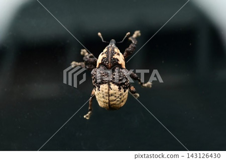 White-tailed long-legged weevil, panda weevil, and insects that feed on kudzu White-tailed long-legged weevil, panda weevil, and insects that feed on kudzu 143126430