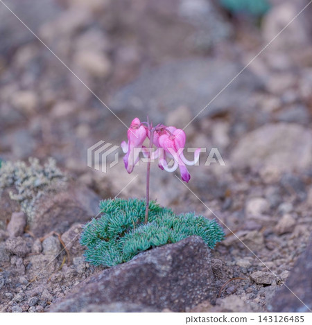 高山植物中的皇后,美麗的 Dicentra peregrina 花朵,一種粉紅色的野花,自然生長在沙礫地帶。 高山植物中的皇后,美麗的 Dicentra peregrina 花朵,一種粉紅色的野花,自然生長在沙礫地帶。 143126485