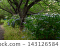 A promenade lined with hydrangeas 143126584