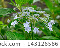 Purple hydrangea 143126586
