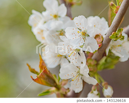 Springtime a tree branch with white blossoms. Springtime a tree branch with white blossoms. 143126616