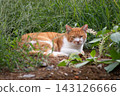 A brown and white stray cat peeking out from the bushes. 143126666