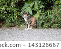 A stray cat with spotted tabby markings peeks out from in front of the bushes. 143126667