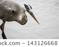A grey heron patiently waits for prey in the water. 143126668