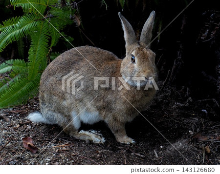 The heartwarming wild rabbits of Okunoshima Island The heartwarming wild rabbits of Okunoshima Island 143126680