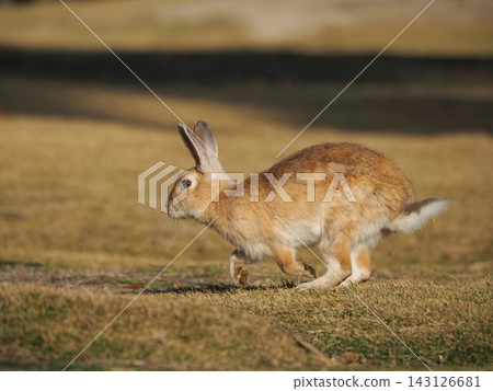 The heartwarming wild rabbits of Okunoshima Island The heartwarming wild rabbits of Okunoshima Island 143126681