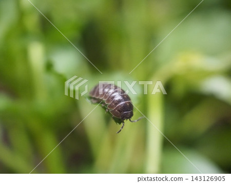 A close-up of a pill bug walking on a green leaf. A close-up of a pill bug walking on a green leaf. 143126905