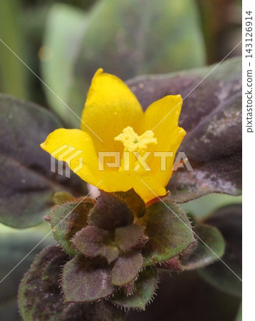 珍珠菜「午夜陽光」的花朵,其特點是銅色的葉子和黃色的花朵。 珍珠菜「午夜陽光」的花朵,其特點是銅色的葉子和黃色的花朵。 143126914