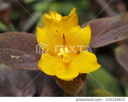 珍珠菜「午夜陽光」的花朵，其特點是銅色的葉子和黃色的花朵。 143126915