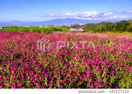 Pink globe amaranth and Mount Akagi 143127129