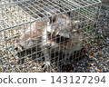 Raccoon caught in a box trap 143127294