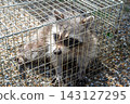 Raccoon caught in a box trap 143127295