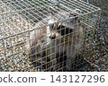 Raccoon caught in a box trap 143127296