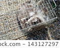 A raccoon captured in a box trap with human-like hands. 143127297