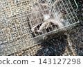 A raccoon captured in a box trap with human-like hands. 143127298