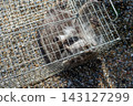 A raccoon captured in a box trap with human-like hands. 143127299