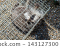 A raccoon captured in a box trap with human-like hands. 143127300