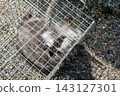 A raccoon captured in a box trap with human-like hands. 143127301