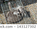 A raccoon captured in a box trap with human-like hands. 143127302