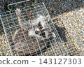 A raccoon captured in a box trap with human-like hands. 143127303
