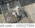 A raccoon captured in a box trap with human-like hands. 143127304