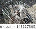 A raccoon captured in a box trap with human-like hands. 143127305