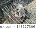 Raccoon caught in a box trap 143127306