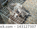 Raccoon caught in a box trap 143127307