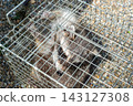 Raccoon caught in a box trap 143127308