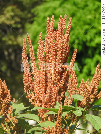 莧菜,莧科植物,果實 莧菜,莧科植物,果實 143127440