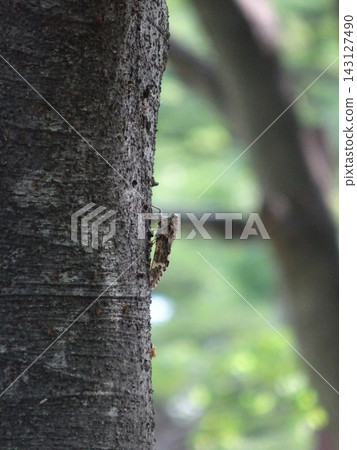 A small inhabitant of the forest A small inhabitant of the forest 143127490