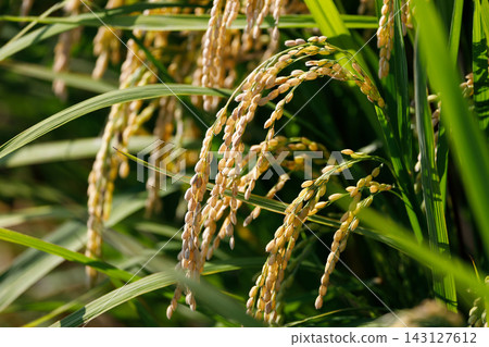 Golden ears of rice Golden ears of rice 143127612