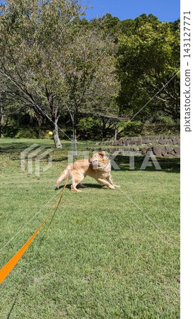 金毛獵犬在公園裡玩 金毛獵犬在公園裡玩 143127771