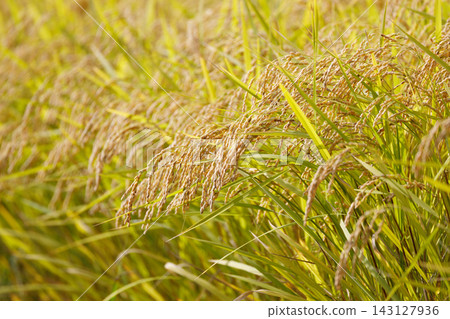 Golden ears of rice Golden ears of rice 143127936