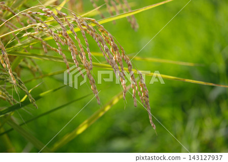 Golden ears of rice Golden ears of rice 143127937