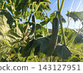 Cucumbers growing surrounded by leaves in a summer garden 143127951