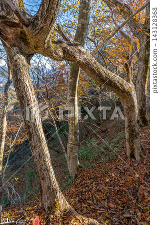 秋日的玄野山,蜿蜒山路上兩棵相依相偎的雙生樹,象徵婚姻的和諧美滿。 *照片拍攝地點已在作品說明中註明。 秋日的玄野山,蜿蜒山路上兩棵相依相偎的雙生樹,象徵婚姻的和諧美滿。 *照片拍攝地點已在作品說明中註明。 143128368