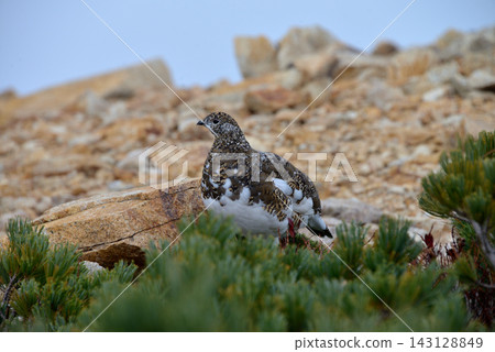 岩雷鳥(Ptarmigan)*地點:長野縣白馬八方尾根 岩雷鳥(Ptarmigan)*地點:長野縣白馬八方尾根 143128849