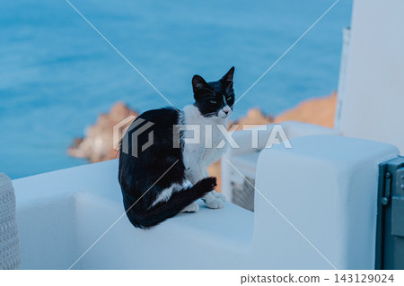 Beautiful scenery of Santorini and cats Beautiful scenery of Santorini and cats 143129024