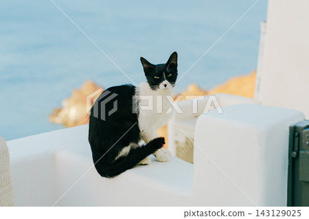 Beautiful scenery of Santorini and cats 143129025