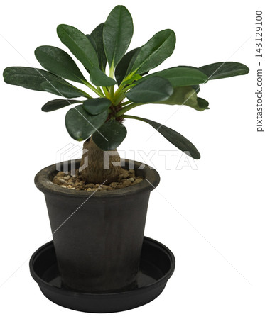 盆栽塊莖植物(大戟屬植物)的透明背景圖。 盆栽塊莖植物(大戟屬植物)的透明背景圖。 143129100