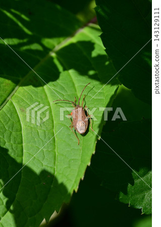 A brown stink bug rests on a hydrangea leaf bathed in the strong early summer sun in Iwaki City, Fukushima Prefecture. A brown stink bug rests on a hydrangea leaf bathed in the strong early summer sun in Iwaki City, Fukushima Prefecture. 143129111
