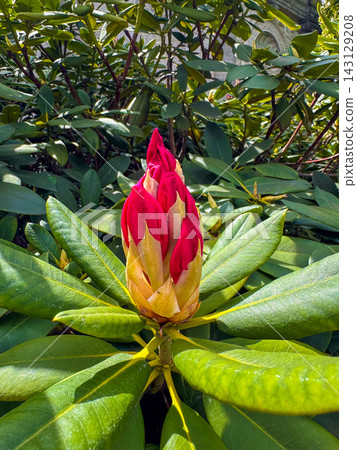 A vibrant red rhododendron bud starting to bloom amidst dense green foliage A vibrant red rhododendron bud starting to bloom amidst dense green foliage 143129208