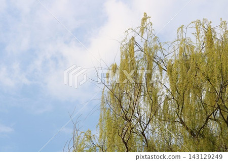 春日藍天,柳樹搖曳 春日藍天,柳樹搖曳 143129249
