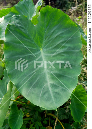 Large, green leaves of taro plants grown in the field 143129383